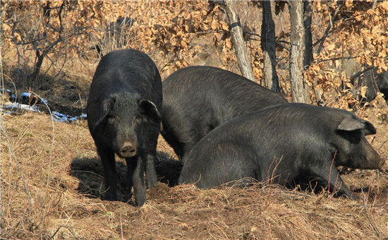 年产18万吨饲料项目落地兰州新区 可保障甘青宁三省区优质猪饲料供给