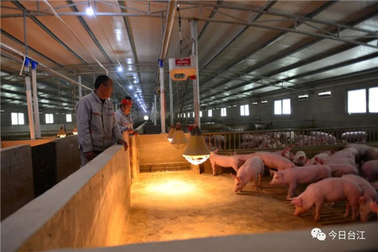 台江县：生猪养殖达2亿元 扶贫红利正在“走红”
