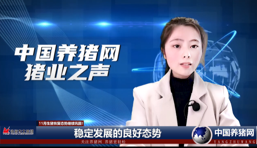  用数据说话，11月生猪恢复态势继续巩固！