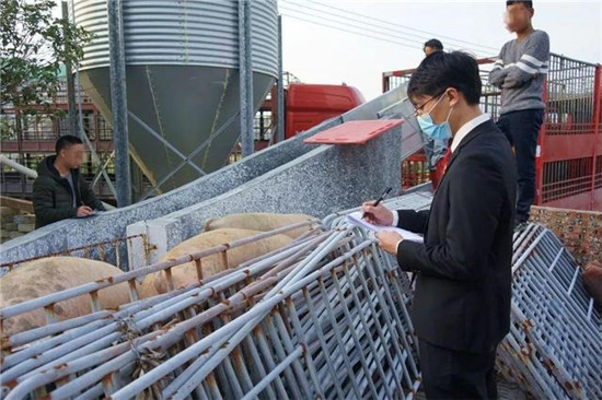 罗定法院连夜查封 近800头生猪顺利保全