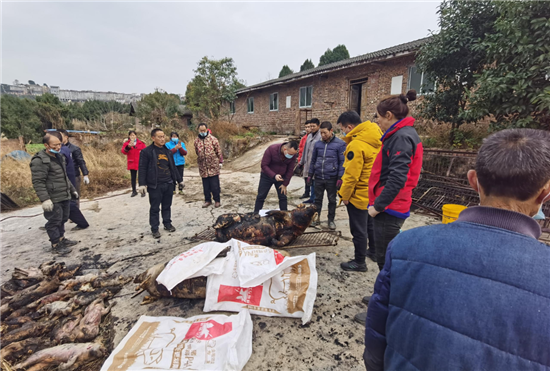 22头猪被烧死！保险公司：5400元理赔、3000元捐款……