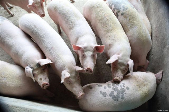 广东河源两个楼房式生猪养殖场，投资5.8亿，年出栏肥猪16.8万头