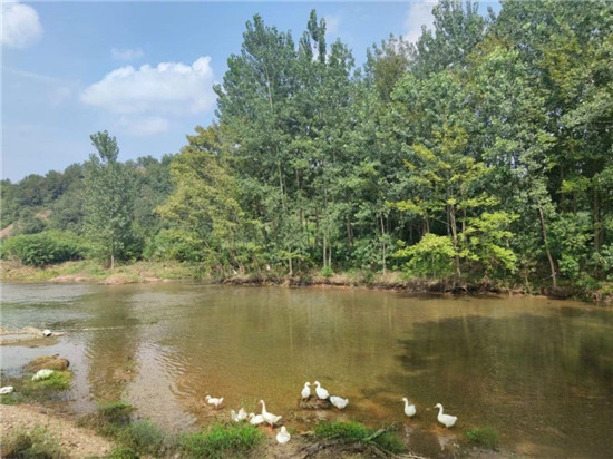 一起养猪场污染案牵出养殖痛点