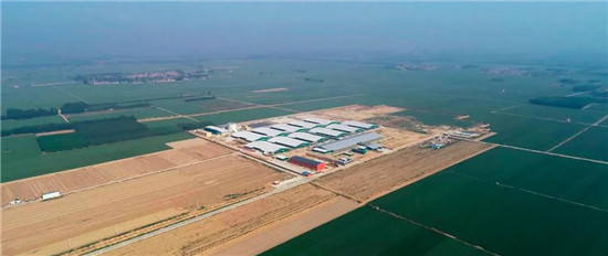 新希望：2020年营收利润均将创历史新高，800万头生猪出栏目标已实现