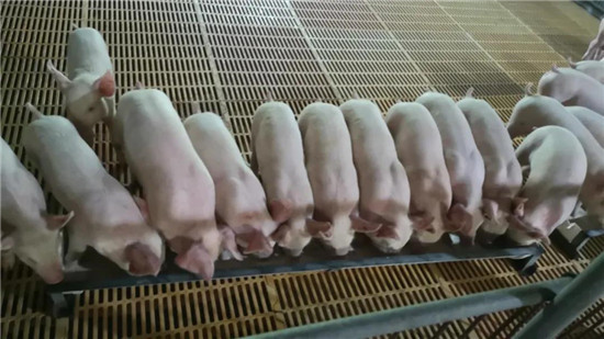猪价呈现稳中伴涨，恶劣天气影响流通