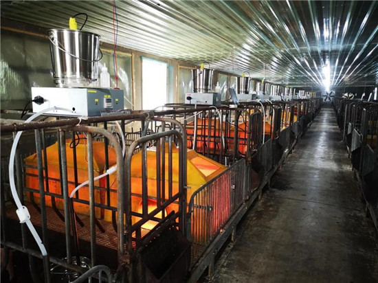 上市猪企出尽风头 “二师兄”好比印钞机