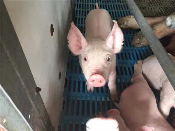 2020猪业十大事件盘点（下）：非瘟、环保、禁抗，挑战之下猪业如何发展？