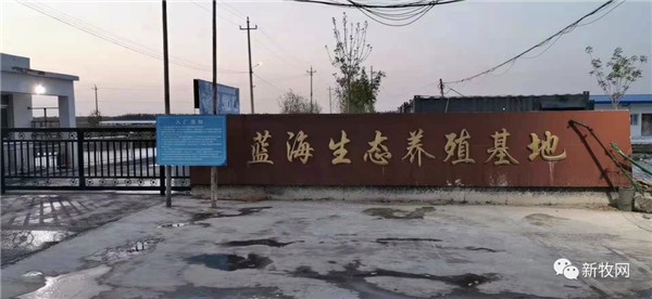 3年时间实现伪狂犬净化！这家猪场用的是什么招？