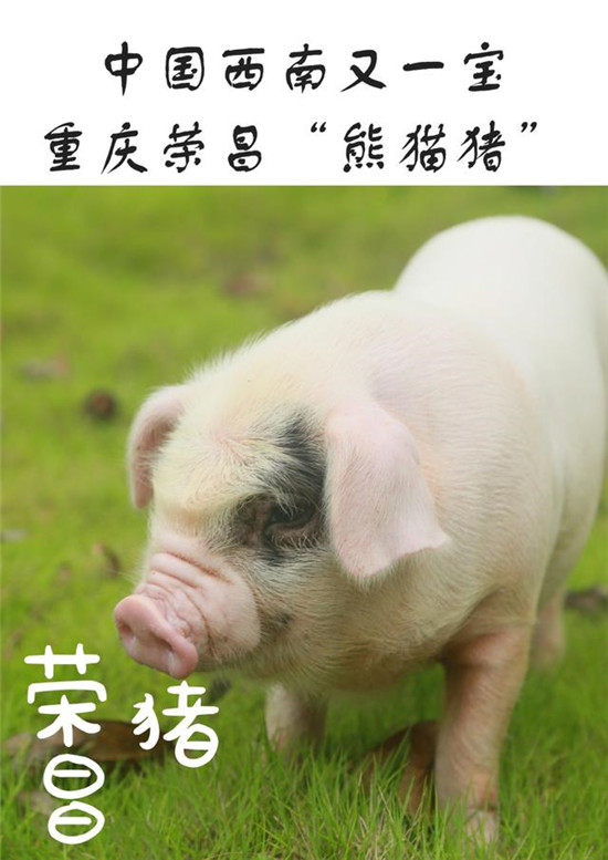 “象征财富、吉祥和无限可能”——“熊猫猪”成就西部小城大产业