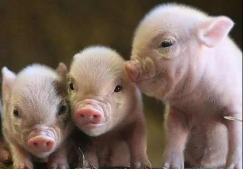 冬季猪场人员这样管理才更安全，老板们看过来