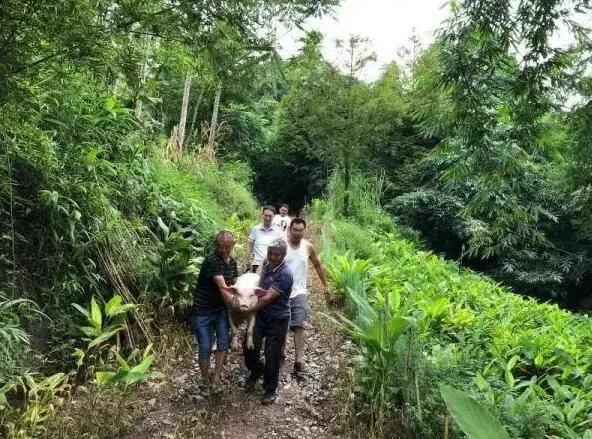 揭秘“偷猪专业户”作案过程！疯狂偷猪40多头，提高警惕！