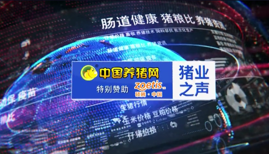 猪价持续上行！养猪人心里乐开了花！