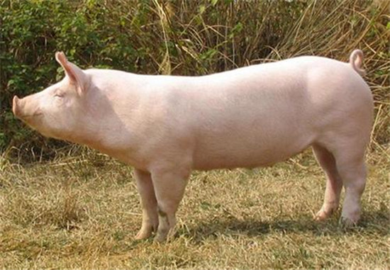 390万吨进口肉，67万吨储备肉，猪肉不降反升重回“3字头“
