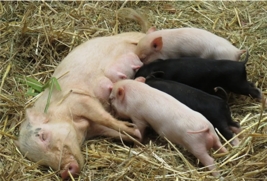 新一轮饲料涨价潮来了！新希望、安佑、龙凤胎等上调50-150元/吨