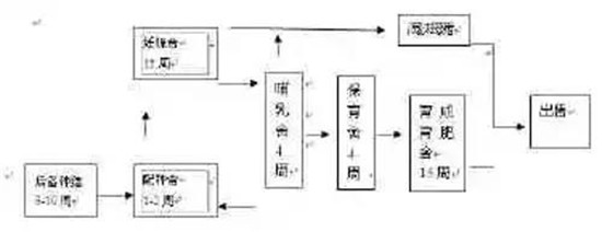 1000头基础能繁母猪智能化猪场栏舍设计方案