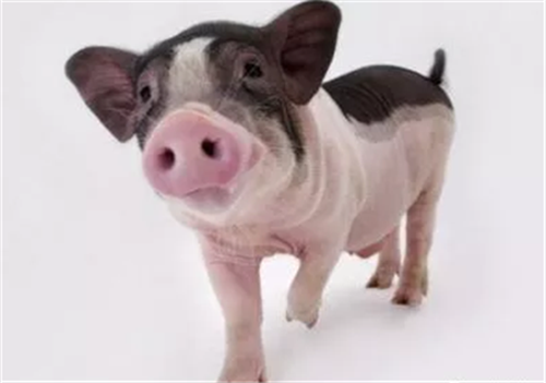 东莞一冷库进口美国冻鸡爪新冠病毒核酸呈阳性！公司负责人被拘