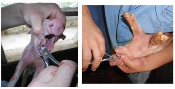 猪场剪不剪牙，终于有了定论！看专家怎么说