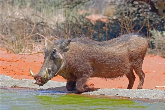 新突破！科学家研究发现6种微生物对非瘟有效