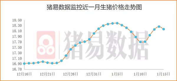 博弈！猪价回落空间有限？猪价大部下跌，养殖企业存抗价现象