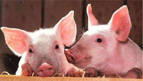 农业农村部：预计今年1-2月份生猪出栏比上年同期增长25%
