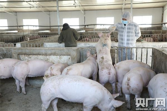 贵州省生猪生产持续恢复 市场供应有序