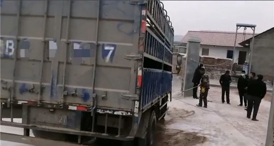 信丰养猪场赊欠饲料30多万 拿猪抵债