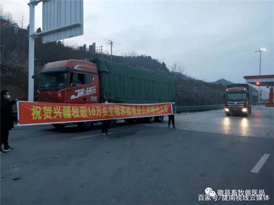 陇南徽县兴疆牧歌养殖有限公司10万头生猪养殖项目顺利引种投产