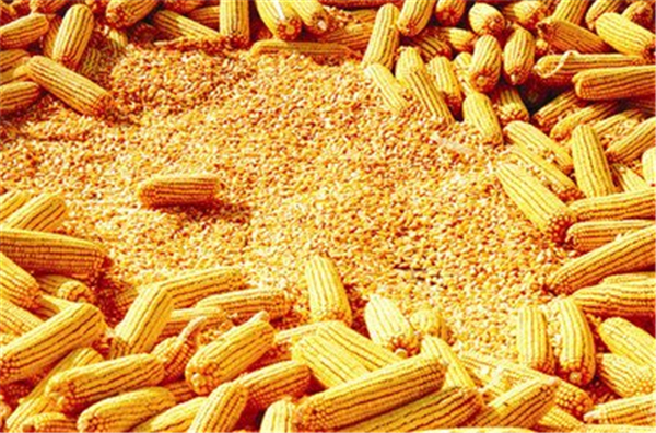 玉米行情继续上涨！部分产区市场供应消极！