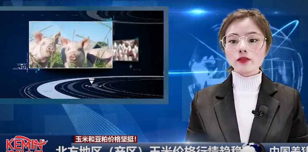  养猪成本节节攀升！玉米和豆粕价格坚挺！