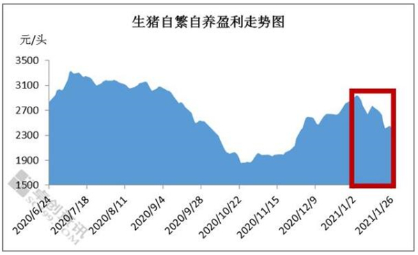 饲料价格屡创新高，1月涨幅11.98% 生猪养殖饲料成本压力再度提升