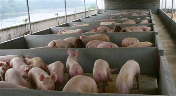 猪的营养代谢病--钙、磷缺乏