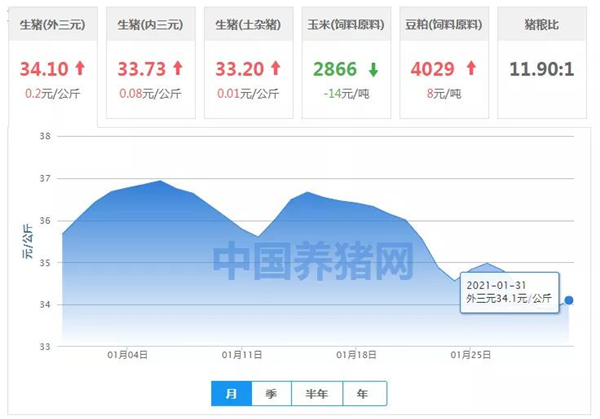 1月31日猪价：反弹式上涨？猪价大范围“抬头”！