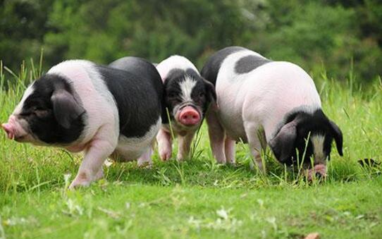猪的营养代谢病－碘缺乏