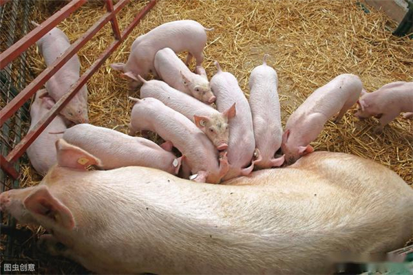 江苏：超额完成生猪恢复生产年度任务，存栏1374.9万头