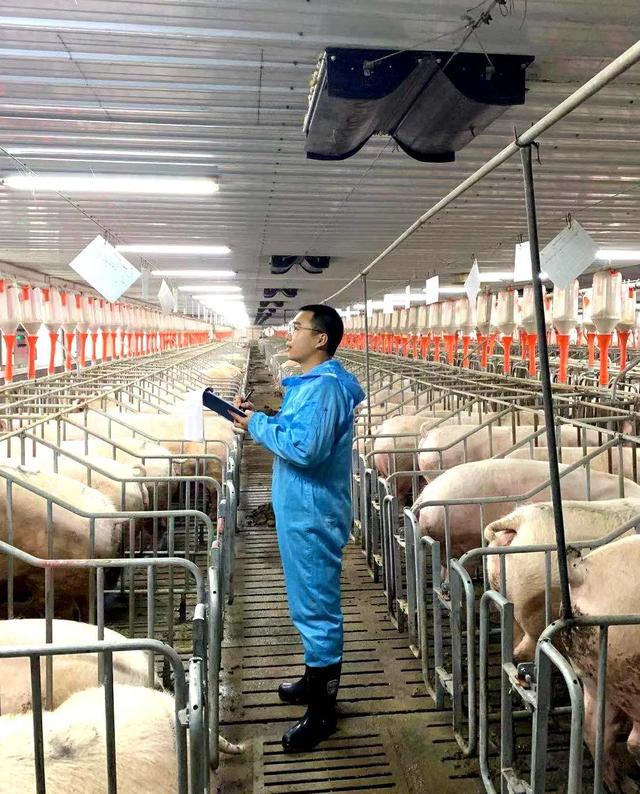 贞丰富之源农业发展有限公司——安全健康养殖 保障生猪市场供应