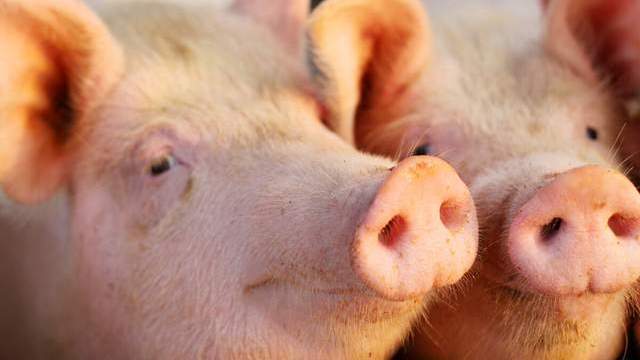 猪价“红绿相间”，扛不住了？还有2个坏消息，要跌成一地猪毛？
