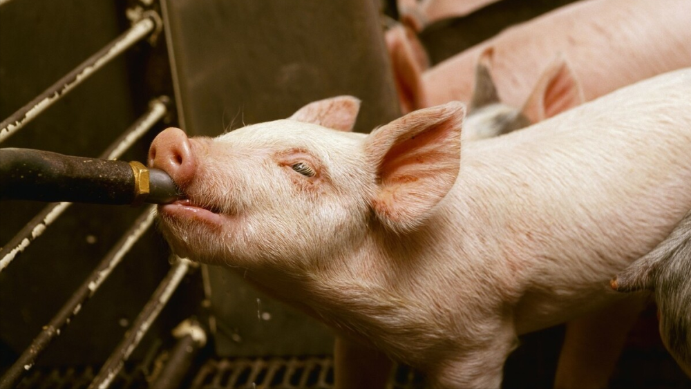 生猪产能修复，猪价要探底8元？机构：2大变局下，猪价下跌遇阻！