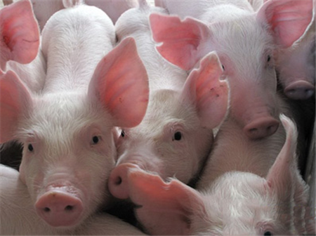 生猪期货上市满月：成交额逾1715亿元 市场运行平稳有序