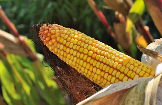 因全球粮价持续上涨 泰森等肉类供应商提高猪肉价格，中国将进口2000万吨玉米