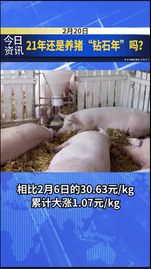 2021年的养猪风险很大，21年还是养猪“钻石年”吗？