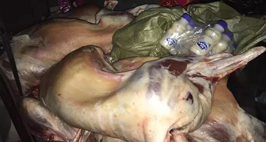 一辆7座车里挤着4个人5头猪 算超员吗？