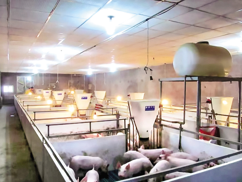 生猪养得好　村民也受益