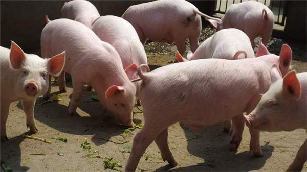 2月23日，玉米和生猪最新价格调整，附3-5月玉米、猪价预测