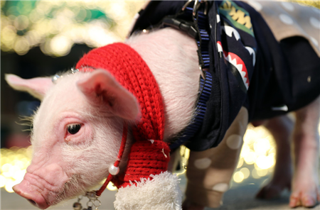 净利润几乎腰斩 单季亏损8.8亿元 温氏股份是如何丢掉行业第一的？