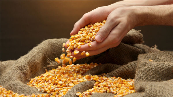 玉米回调很猛 3亿多资金流出！