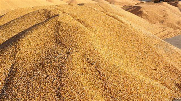 25日玉米、猪价最新调整：双双进入两极分化状态，都在憋大招？