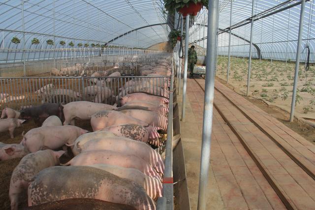 猪菜同生｜陵城糜镇党建联合体上马生态养殖项目