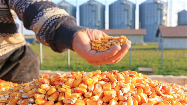 猪价、粮价预警：3月1日，玉米开涨，猪价4连涨，涨价潮来袭？