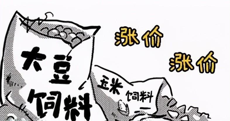 饲料涨，猪价跌，养猪巨头却在疯狂建场，为何？难道猪市有变？
