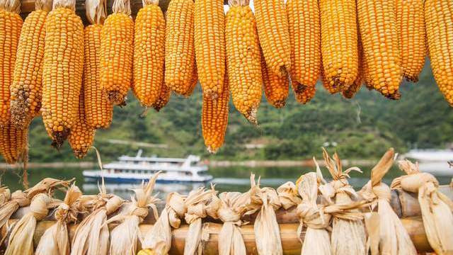 鸡蛋“凉”了，猪价“热”了，玉米定向拍卖又来了，是利是弊？